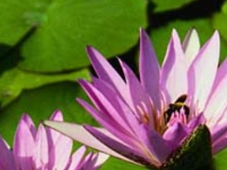 固定小数点演算によるBilinear拡大した画像 固定小数点演算によるBilinear拡大した画像