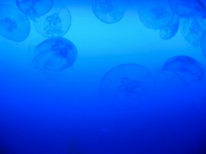 クラゲ２